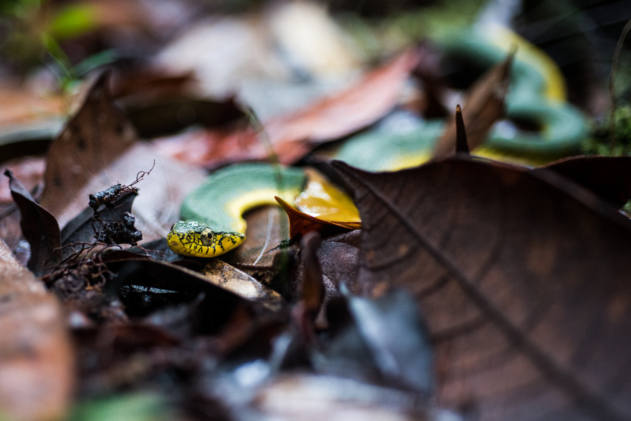 97px.fr Xénodon vert (xenodon werneri)