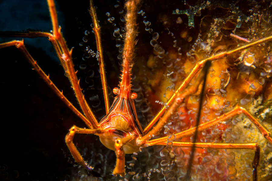 97px.fr | Araignée de mer rayée