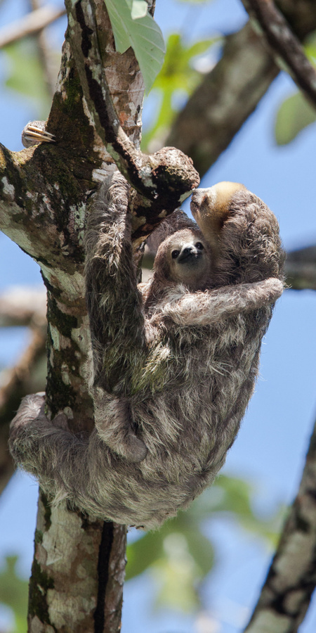 97px Fr Paresseux Bebe Et Maman